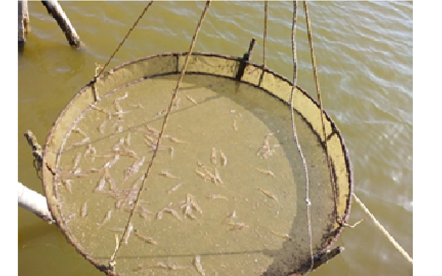 Việt Nam: Chủng vi khuẩn Vibrio harveyi là nguyên nhân gây EMS